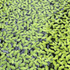 Duckweed - Aquarium Plants Factory