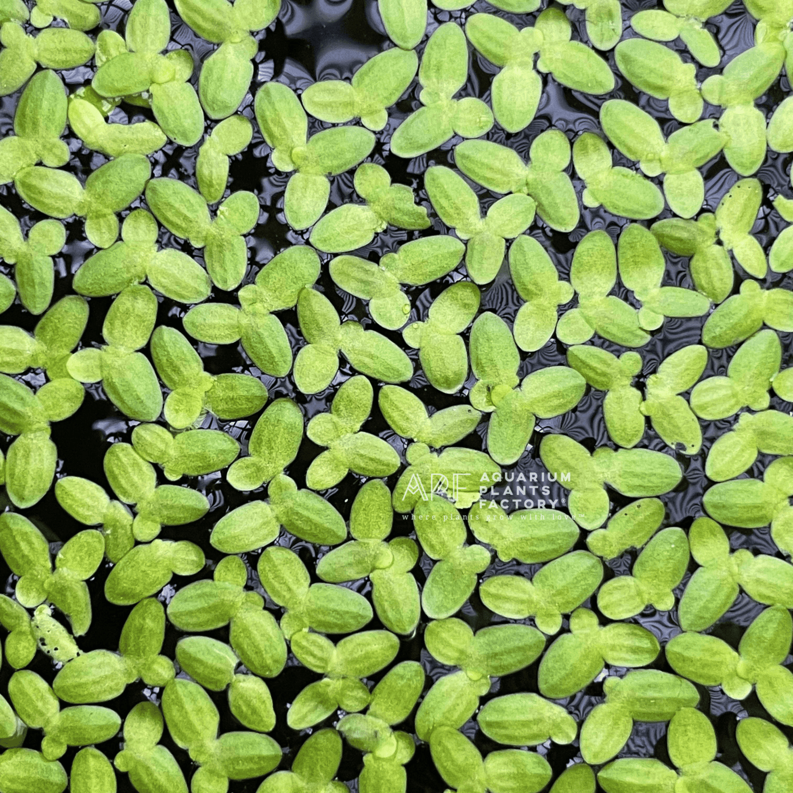 Duckweed - Aquarium Plants Factory