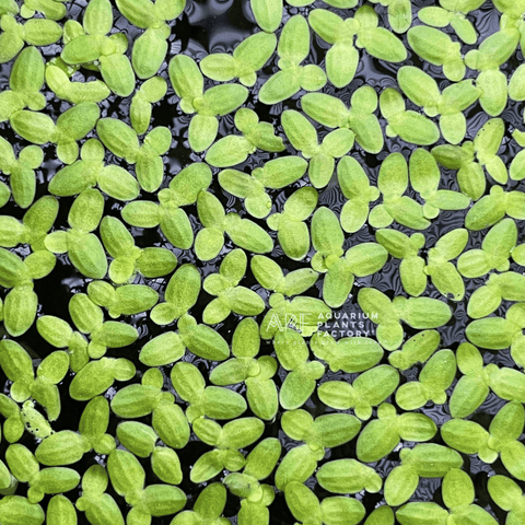 Duckweed