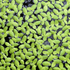 Duckweed - Aquarium Plants Factory