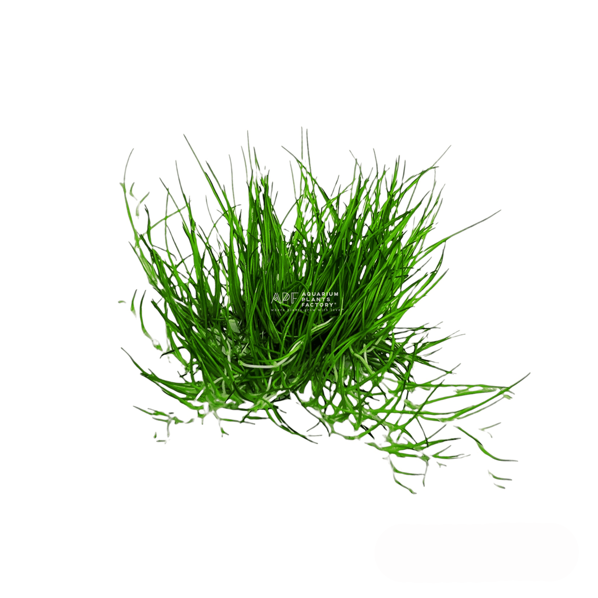 Dwarf Hairgrass, photo 5