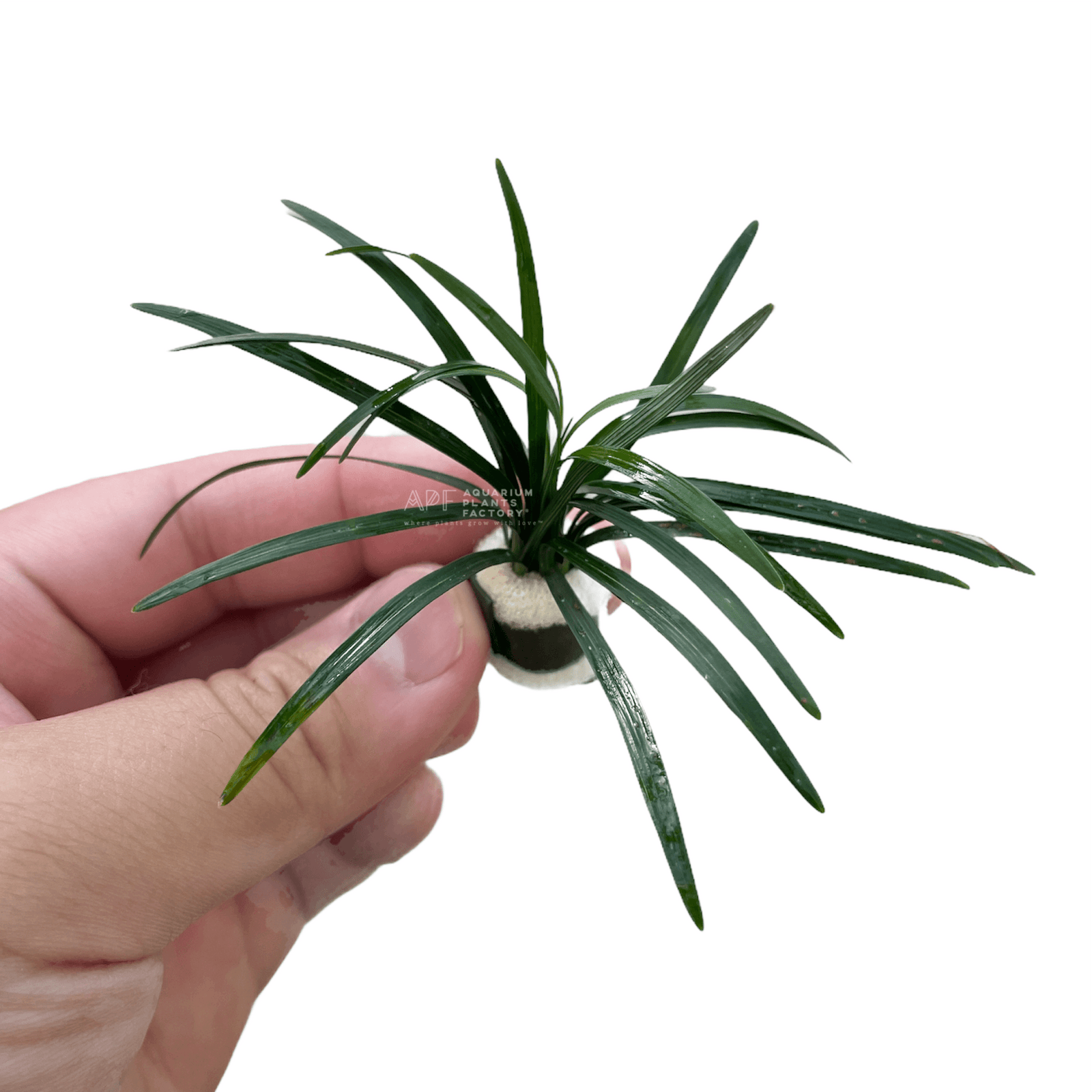 Dwarf Mondo Grass - Aquarium Plants Factory