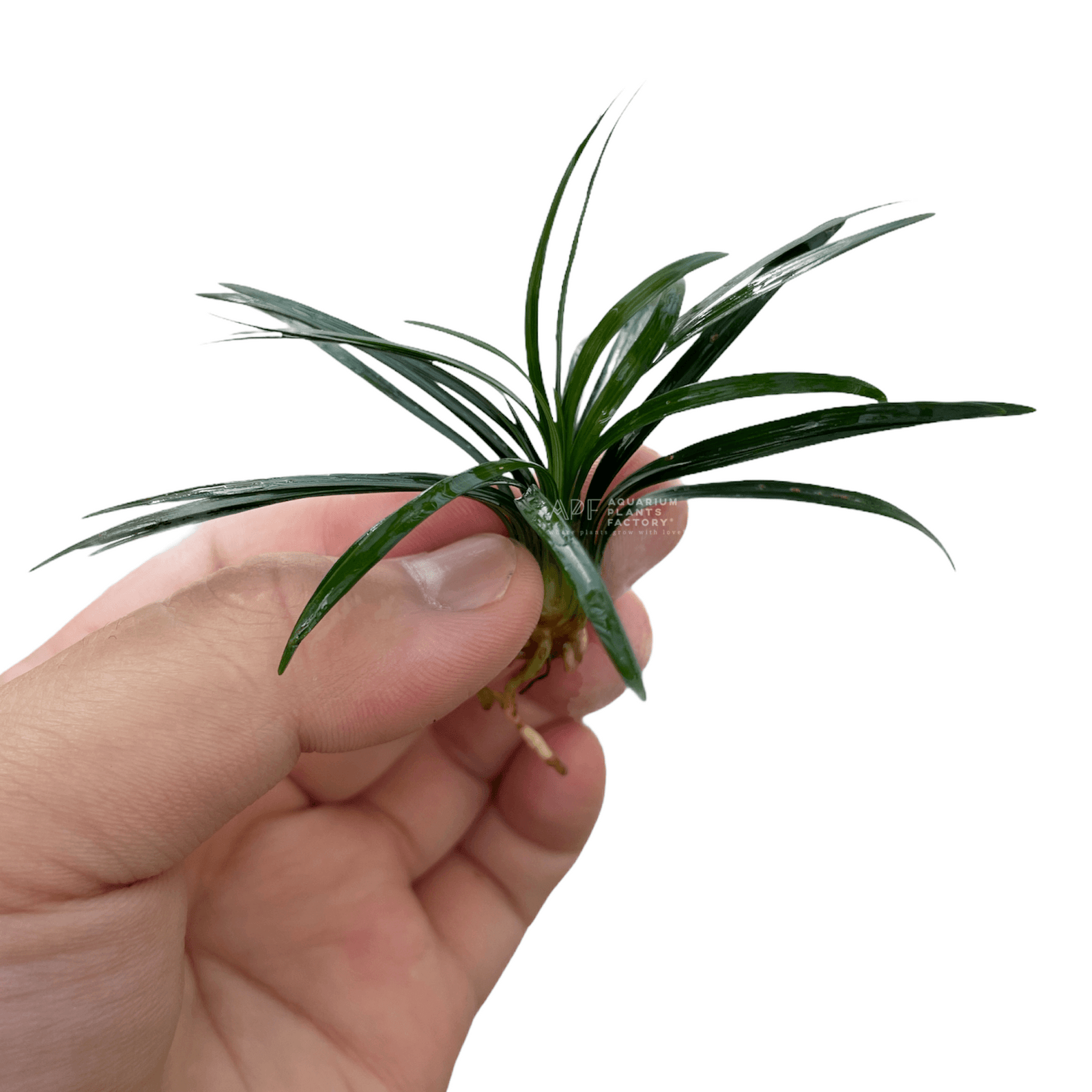 Dwarf Mondo Grass - Aquarium Plants Factory