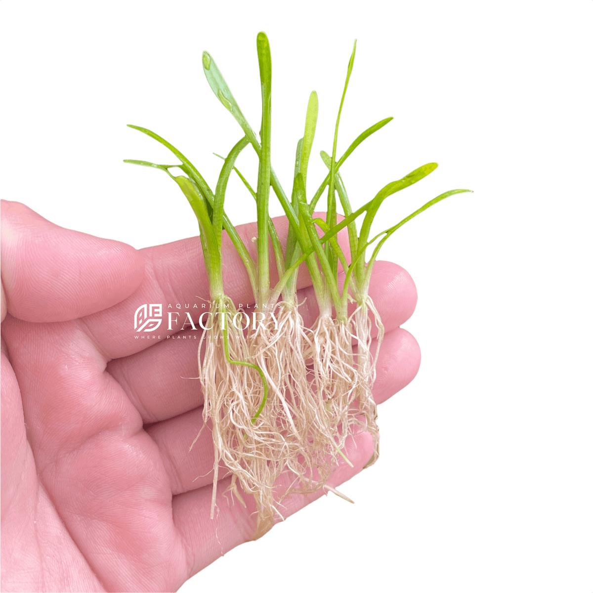 Dwarf Sagittaria (Sagittaria subulata) bare-root plants