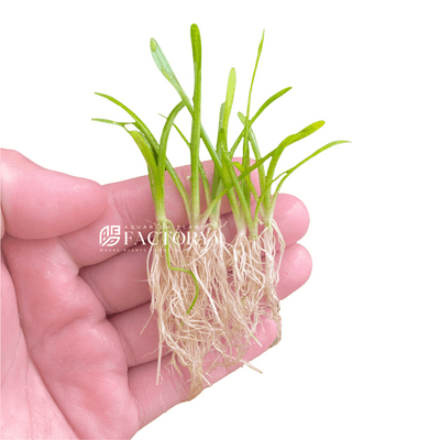 Dwarf Sagittaria Subulata Bare-root APF Aquarium Plants Factory®