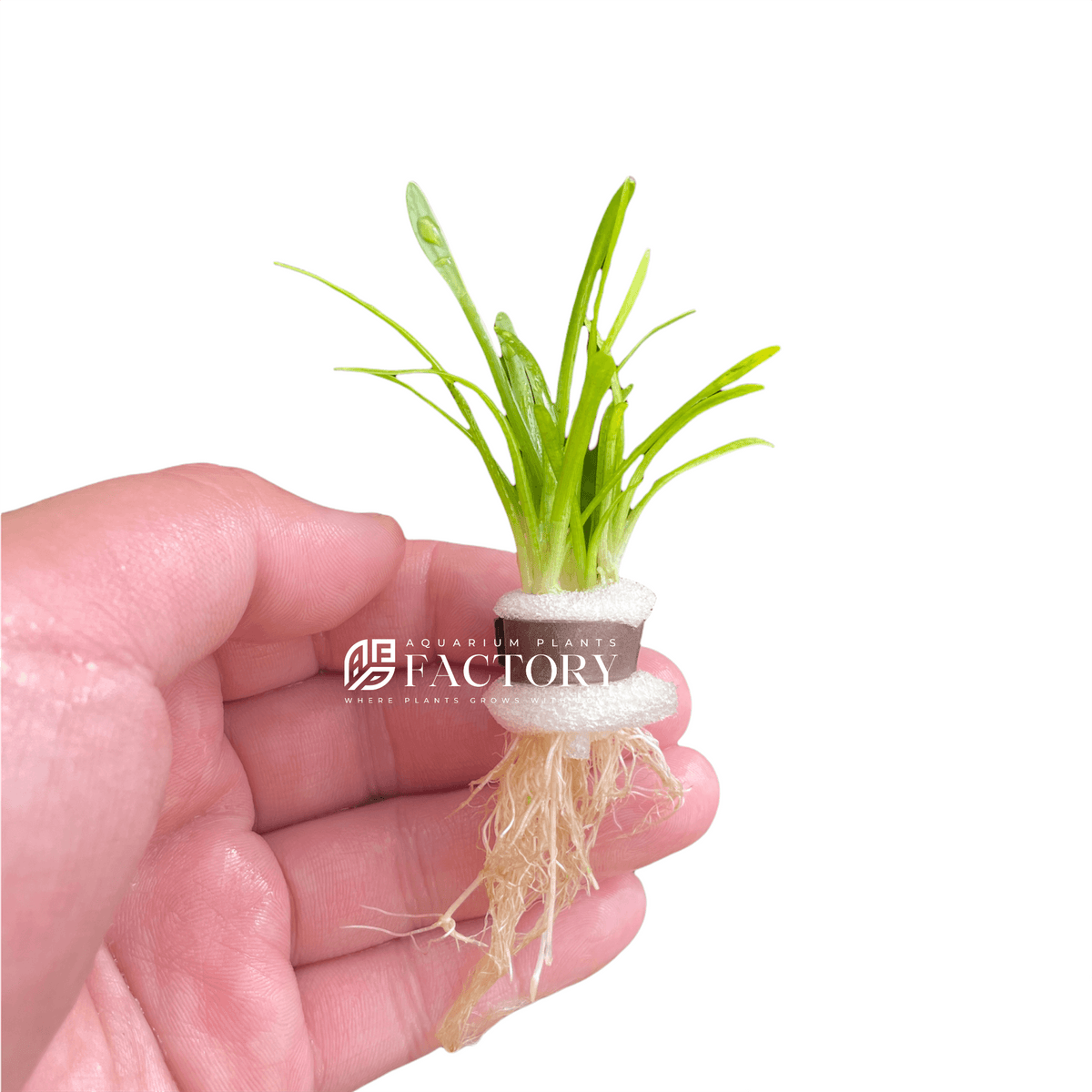 Dwarf Sagittaria (Sagittaria subulata) bunched with foam and a plant weight