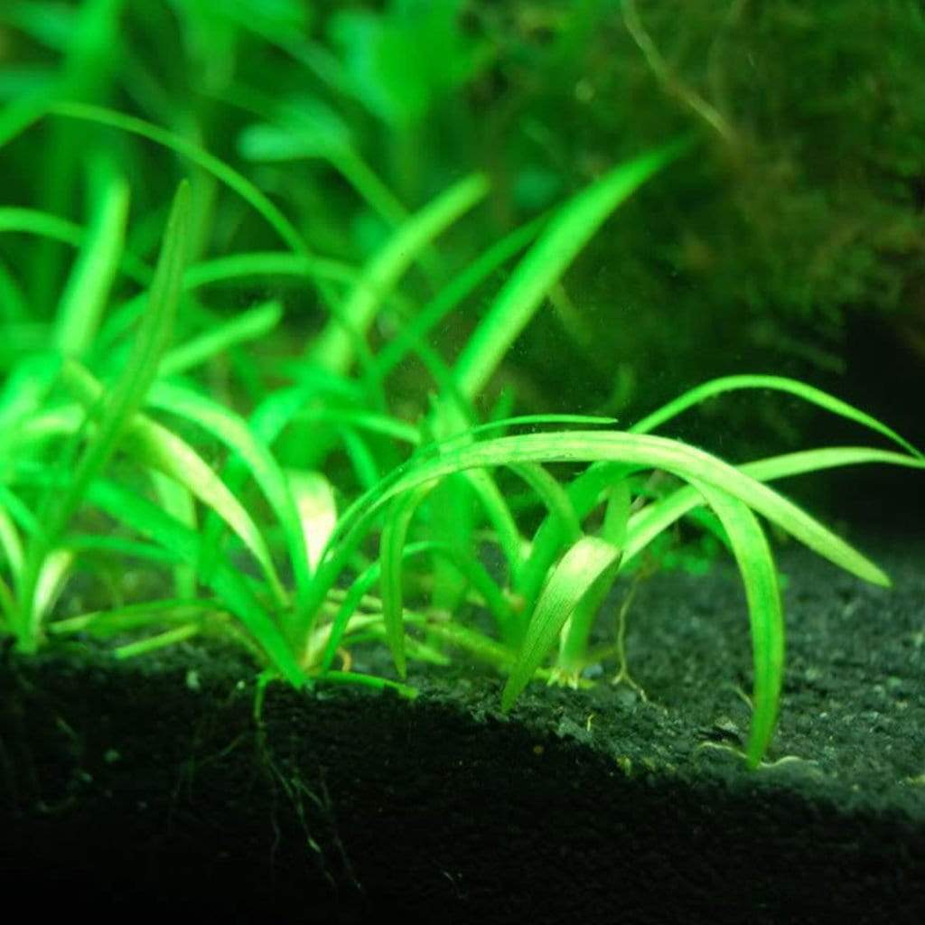 Dwarf Sagittaria (Sagittaria subulata) foreground aquarium plant, third view