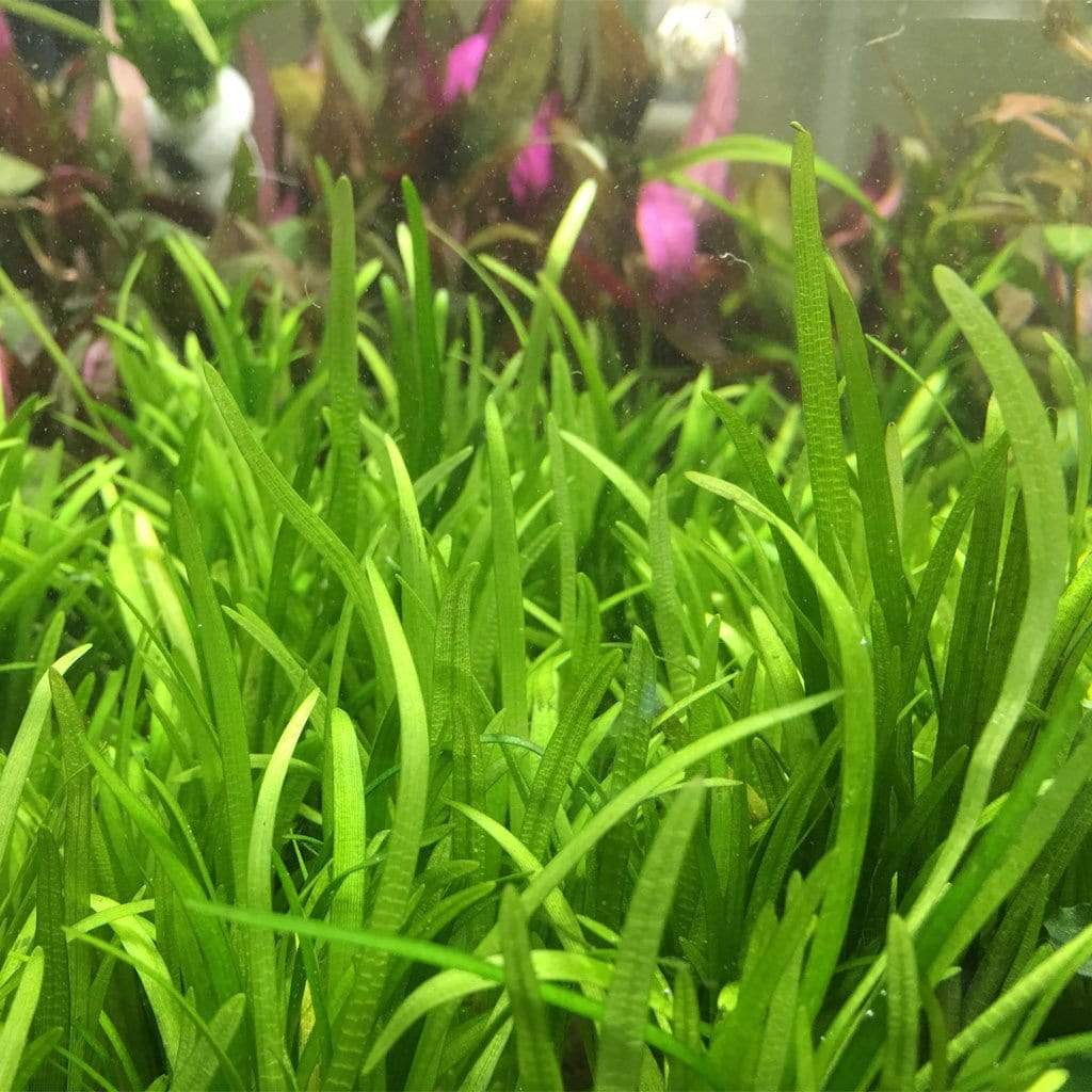 Dwarf Sagittaria (Sagittaria subulata) foreground aquarium plant, second view