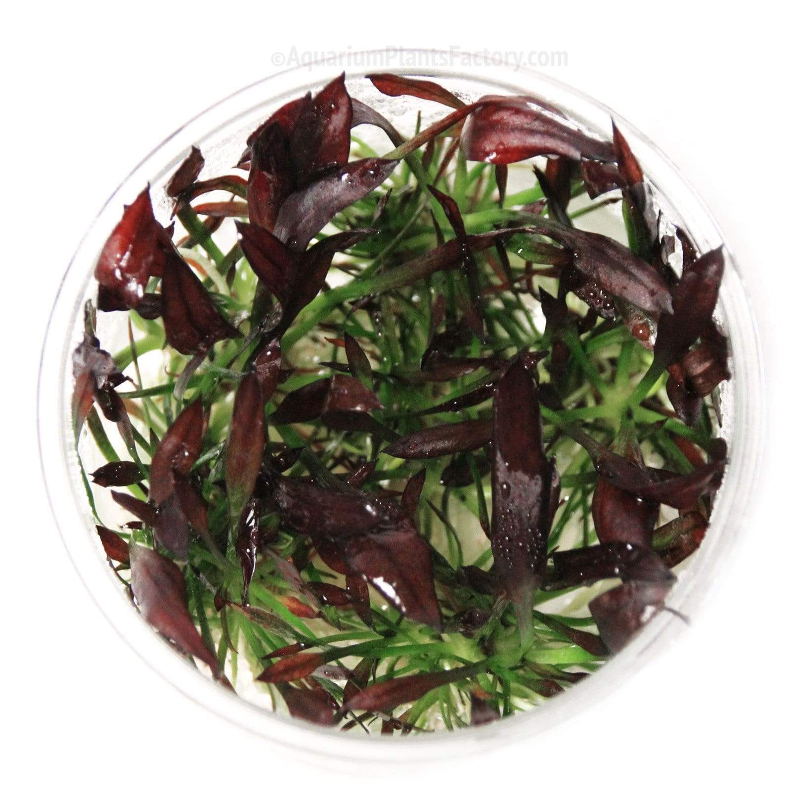 Echinodorus Aflame - Tissue Culture Cup - Aquarium Plants Factory