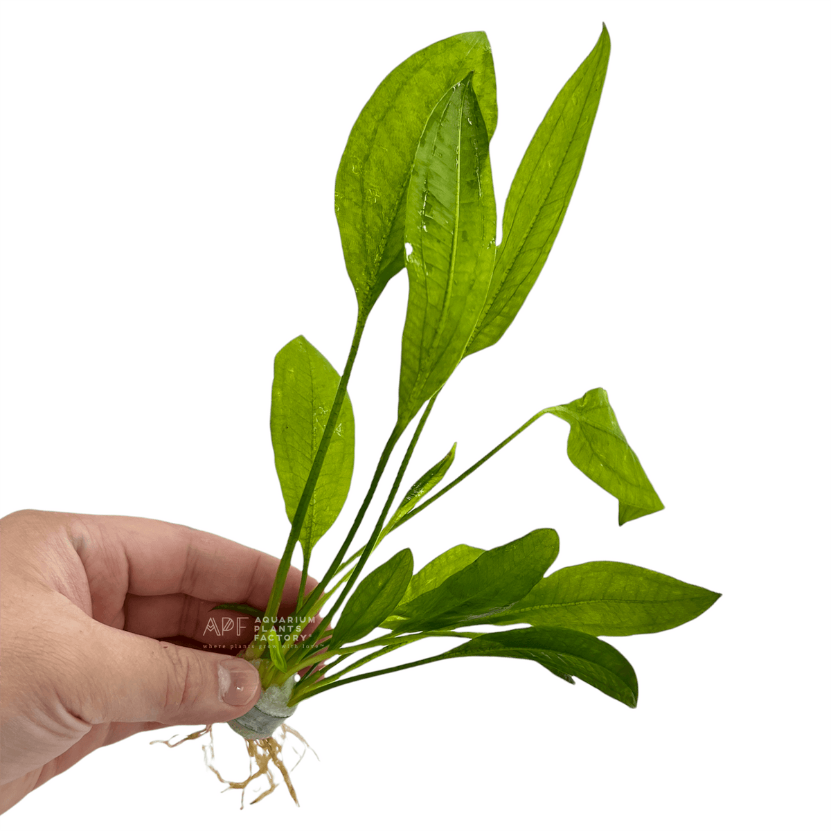 Echinodorus Amazonicus aquarium plant