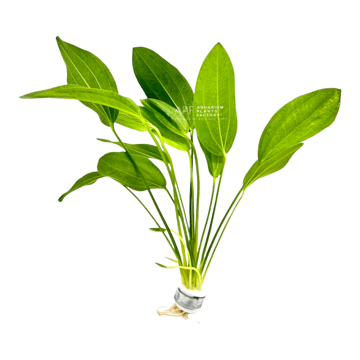 Echinodorus Argentinensis aquarium plant