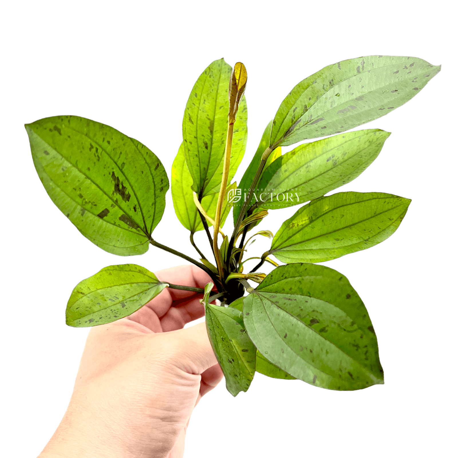 Echinodorus Chocolate Marble Sword | APF Aquarium Plants Factory®