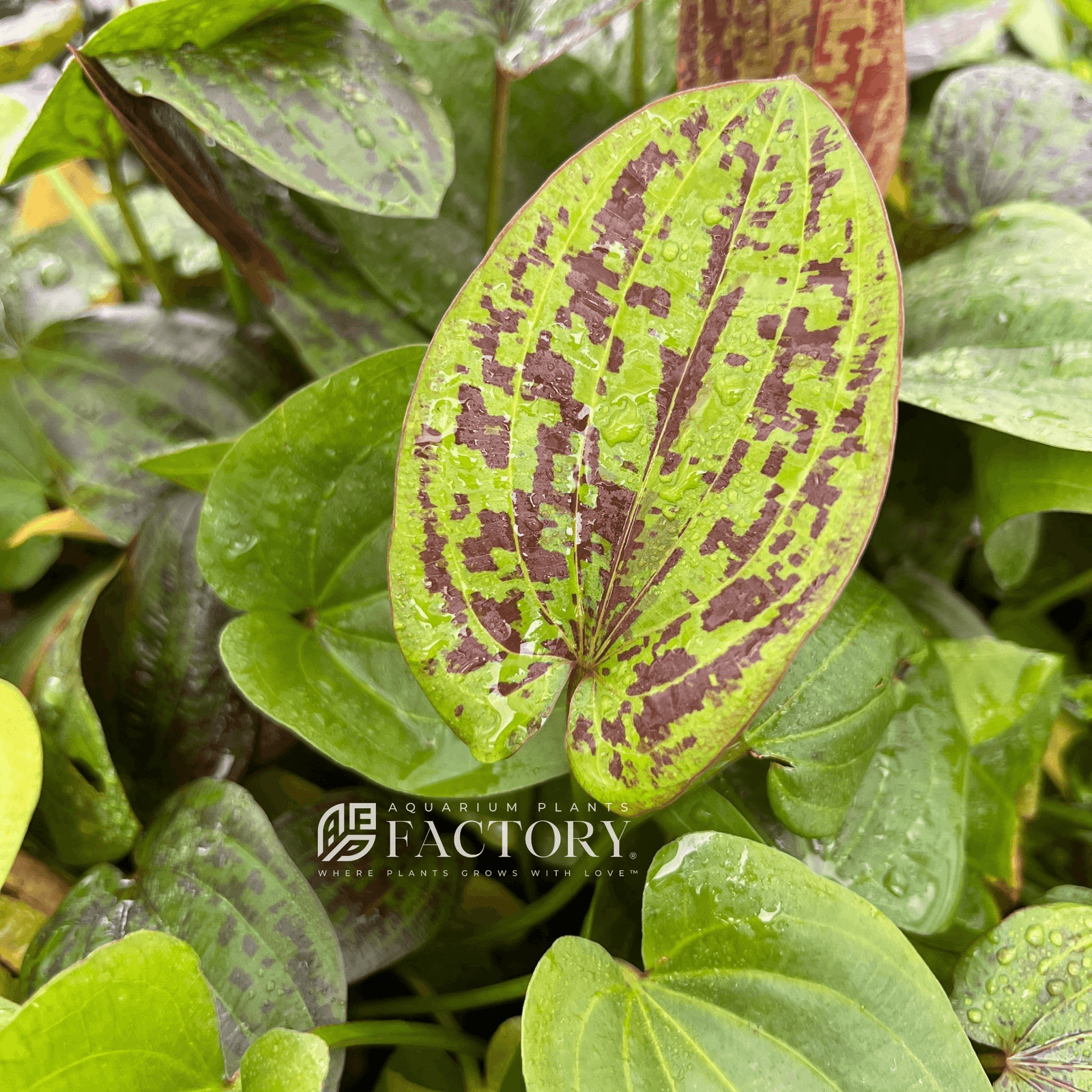 Echinodorus Chocolate Marble Sword | APF Aquarium Plants Factory®