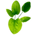 Echinodorus Cordifolius - Aquarium Plants Factory