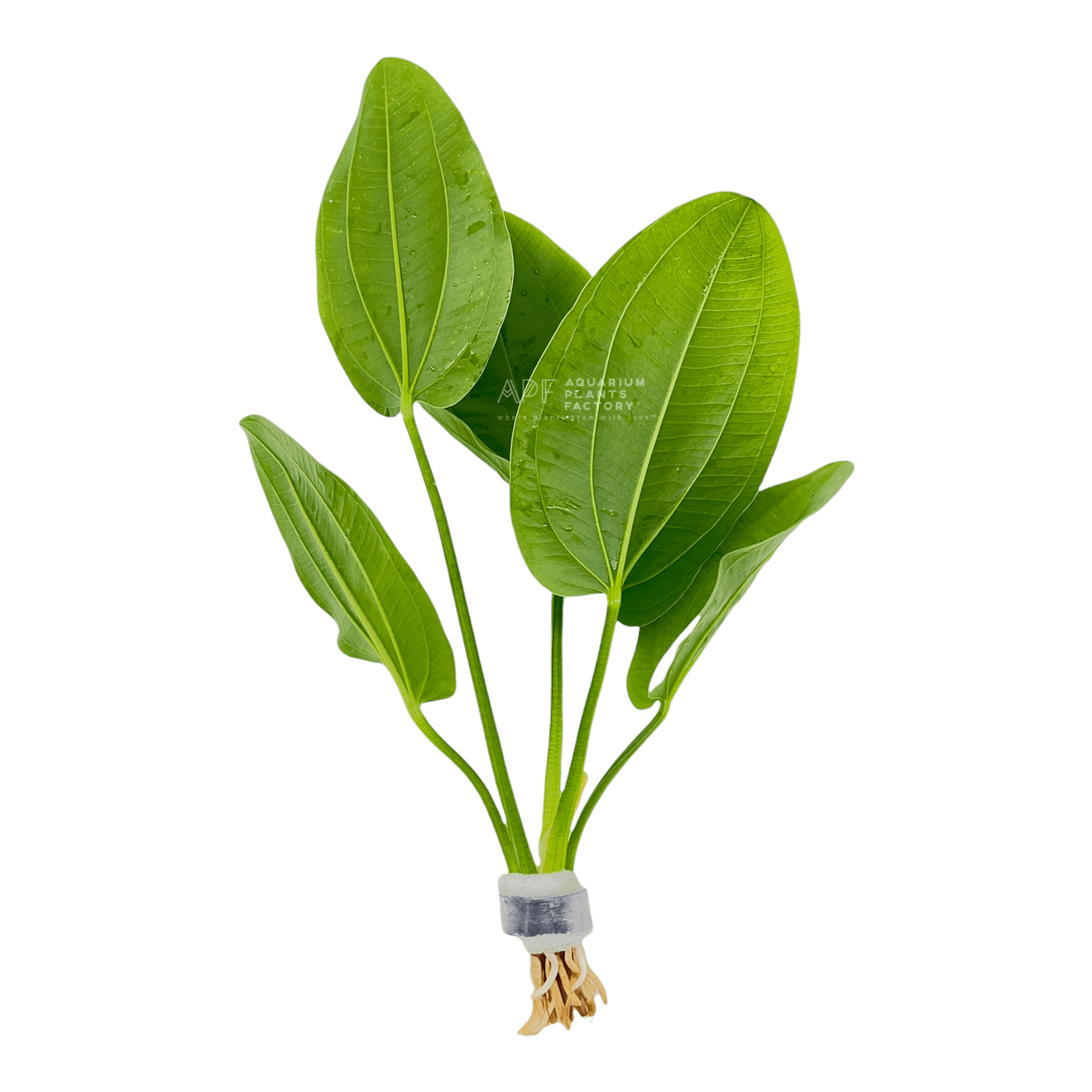 Echinodorus Cordifolius - Aquarium Plants Factory