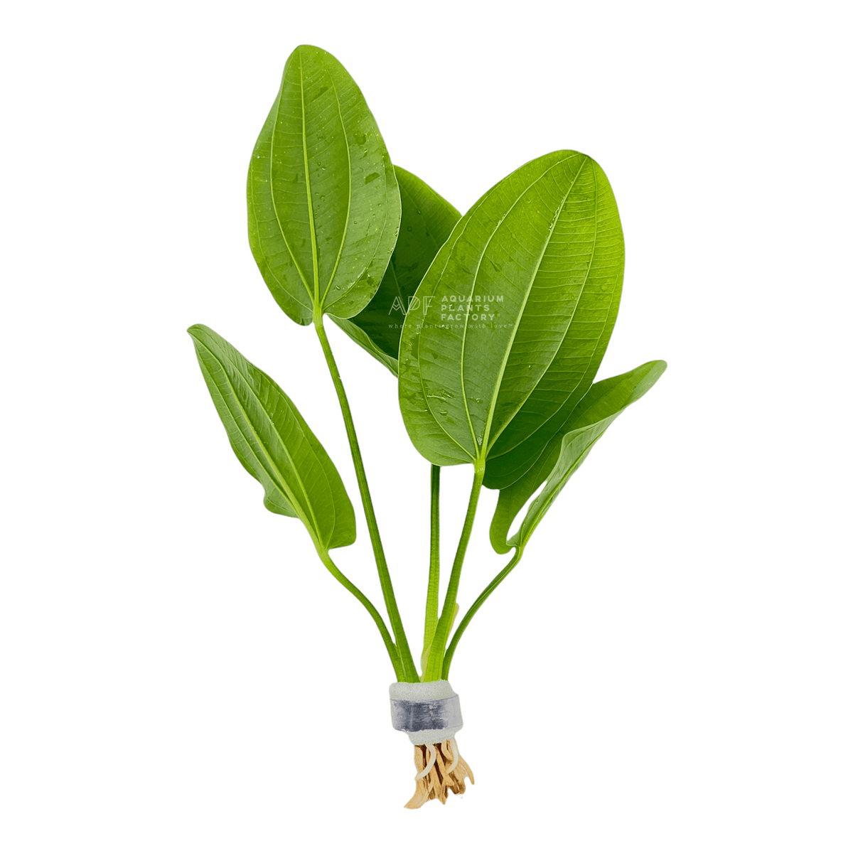 Echinodorus Cordifolius