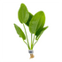 Echinodorus Cordifolius - Aquarium Plants Factory