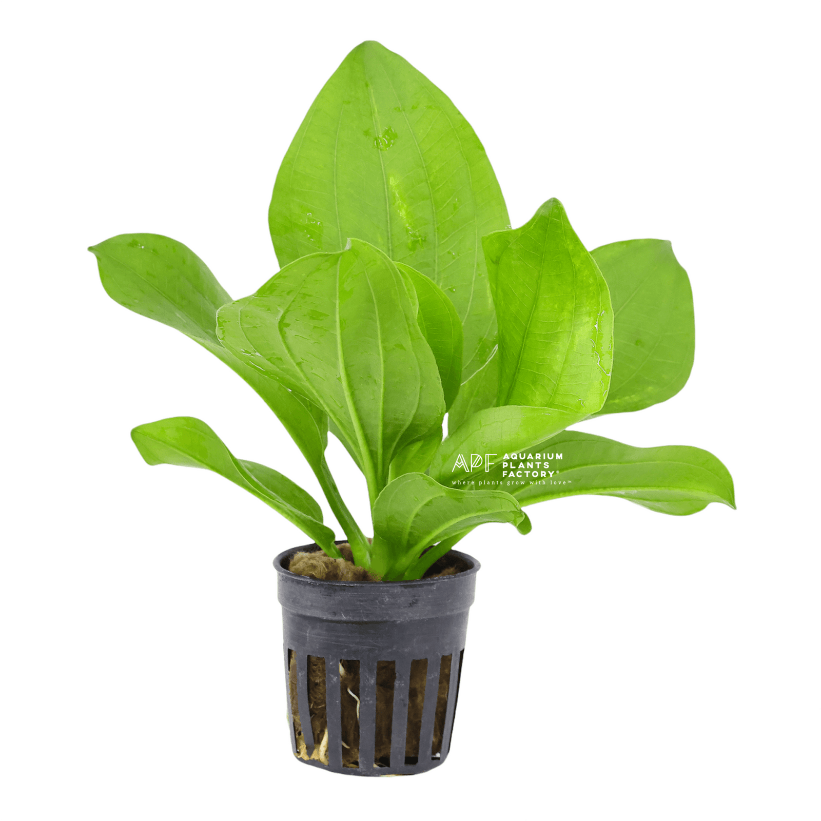 Echinodorus Gabrielii - Aquarium Plants Factory