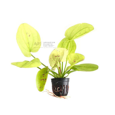 Echinodorus Cordifolius ‘Golden Sun’ Pot | Echinodorus Golden Sun | APF Aquarium Plants Factory®