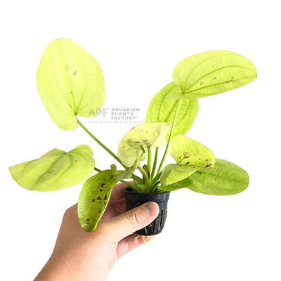 Echinodorus Cordifolius ‘Golden Sun’ Pot | APF Aquarium Plants Factory®
