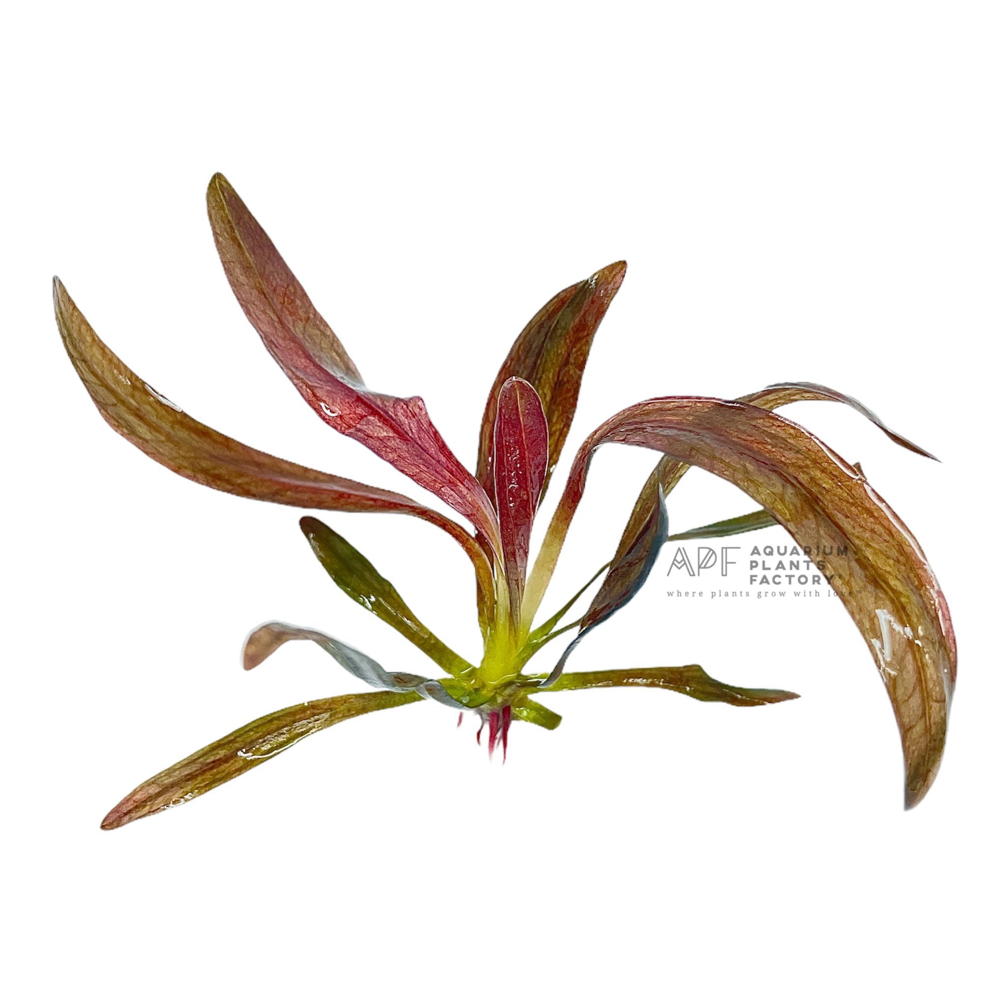 Echinodorus Horemanii Red - Aquarium Plants Factory