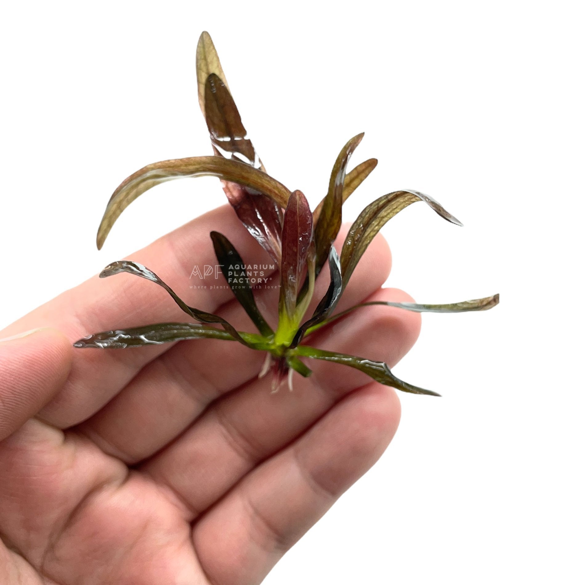 Echinodorus Horemanii Red - Aquarium Plants Factory