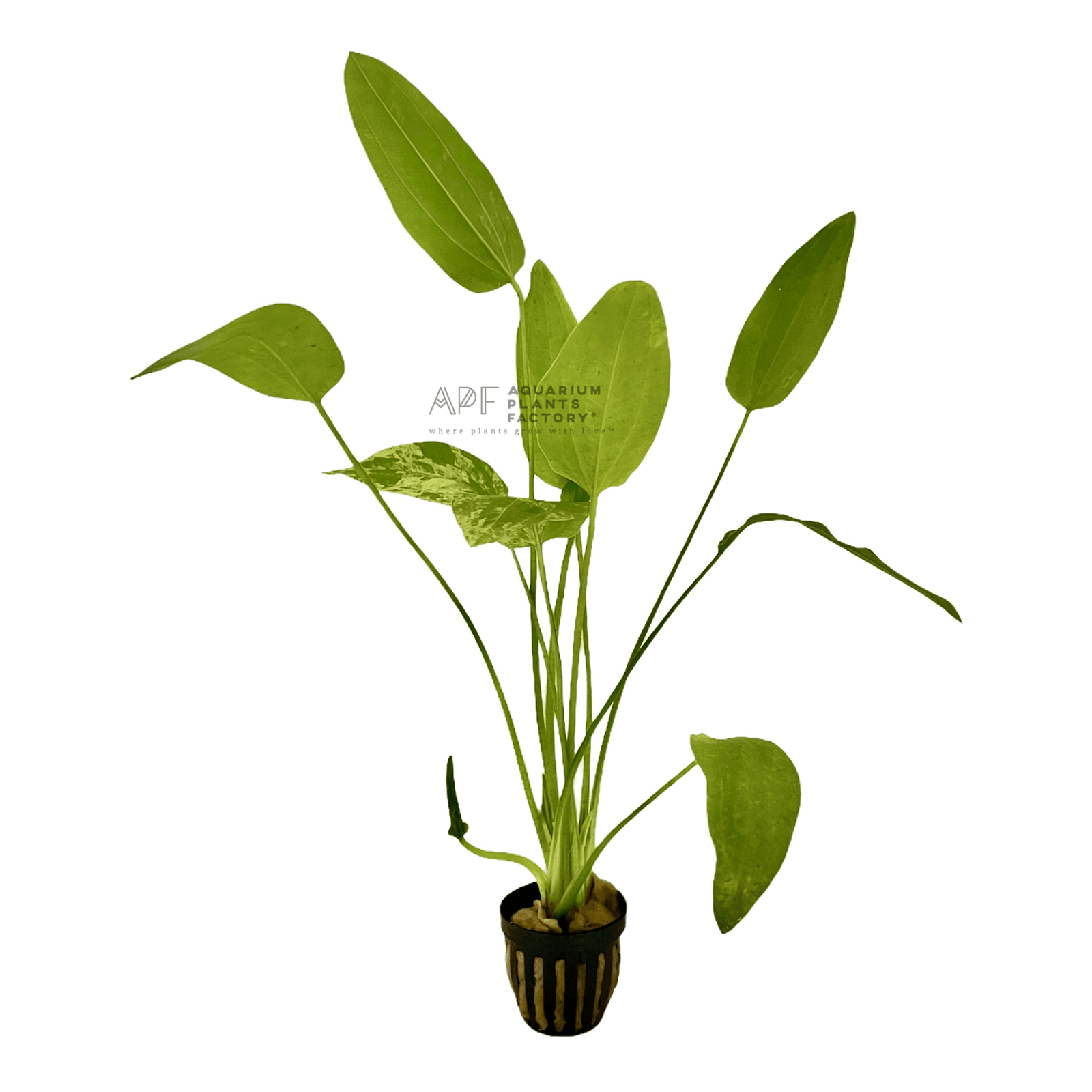 Echinodorus Marble Queen Potted APF Aquarium Plants Factory