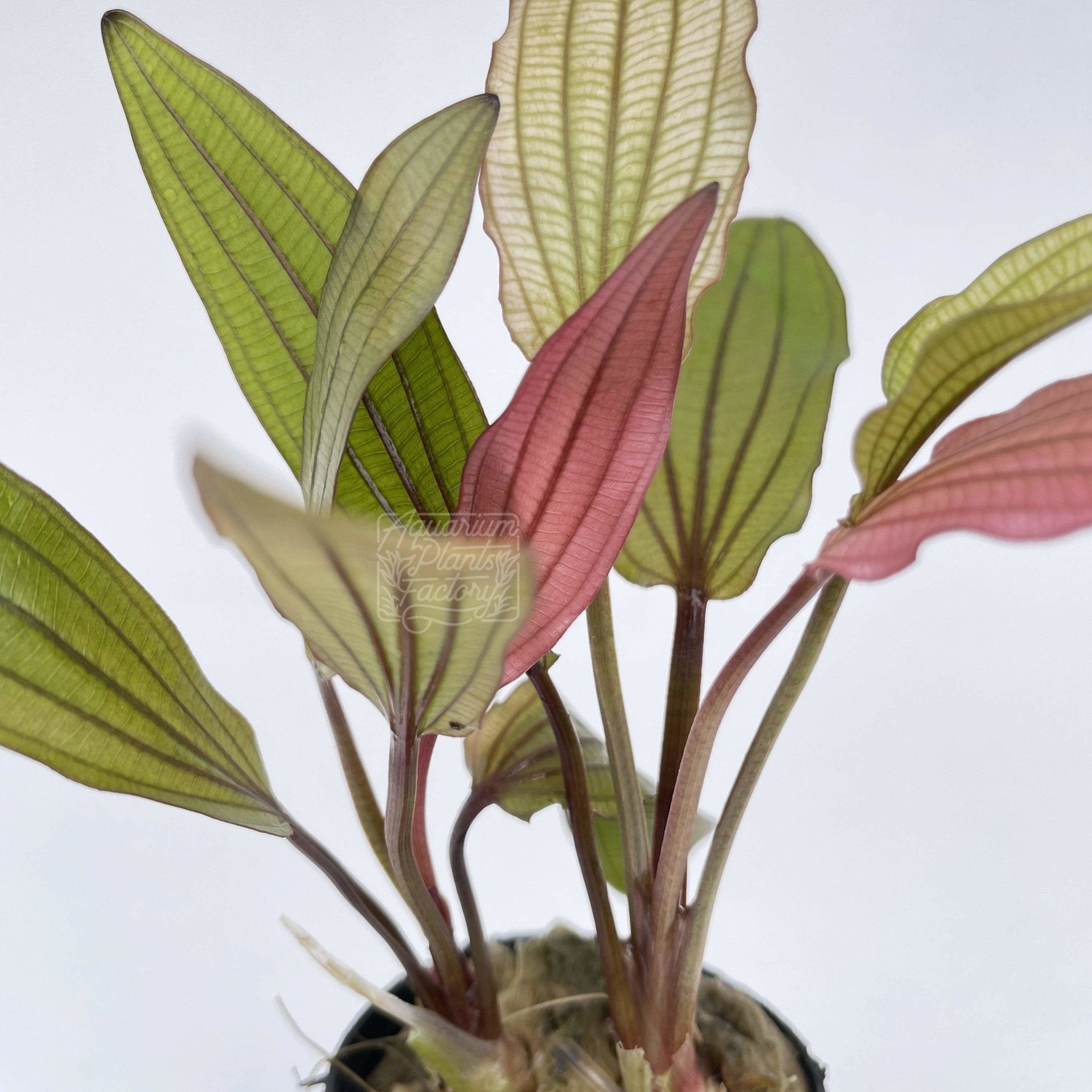Echinodorus Pink Miracle with pastel pink leaves in aquarium midground