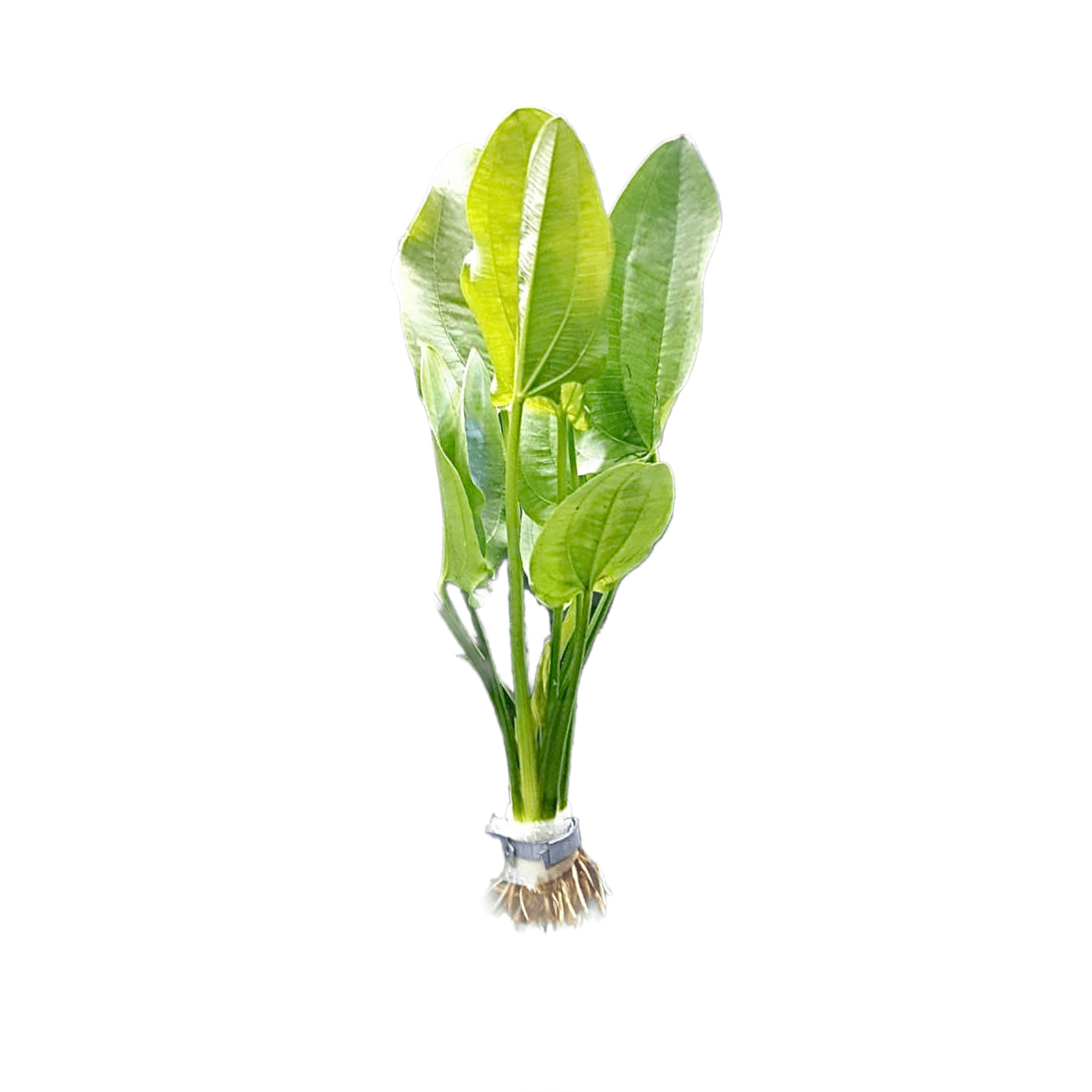 Echinodorus Muricatus | PRE-ORDER AVAILABLE TO SHIP ON OR BEFORE NOV 18TH - Aquarium Plants Factory