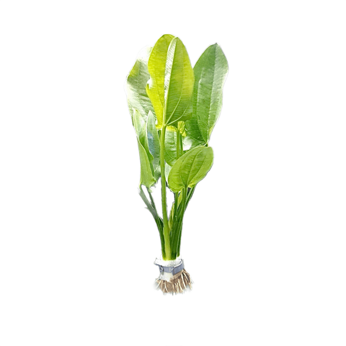 Echinodorus Muricatus