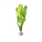 Echinodorus Muricatus | PRE-ORDER AVAILABLE TO SHIP ON OR BEFORE NOV 18TH - Aquarium Plants Factory