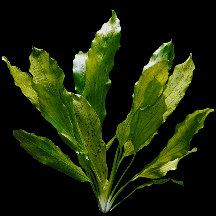 Echinodorus Ozelot Green