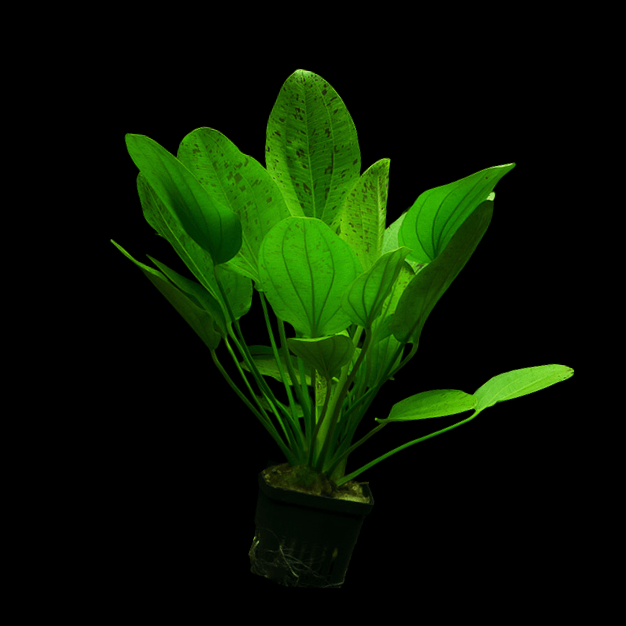 Echinodorus Ozelot Green - Aquarium Plants Factory