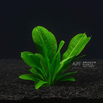 Echinodorus Parviflorus ‘Tropica’ - Aquarium Plants Factory