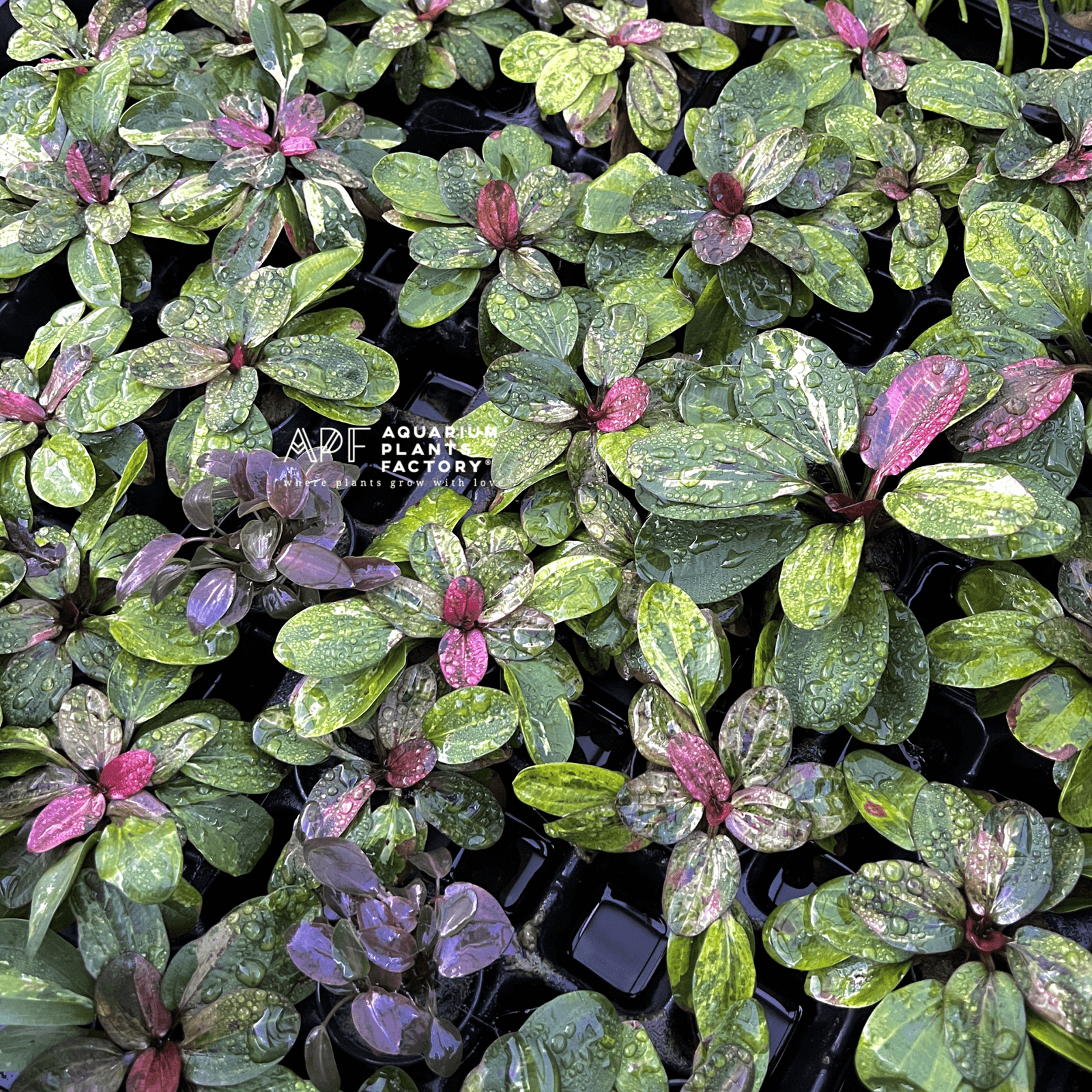 Echinodorus Rainbow APF Aquarium Plants Factory