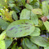 Echinodorus Red Flame | APF Aquarium Plants Factory®