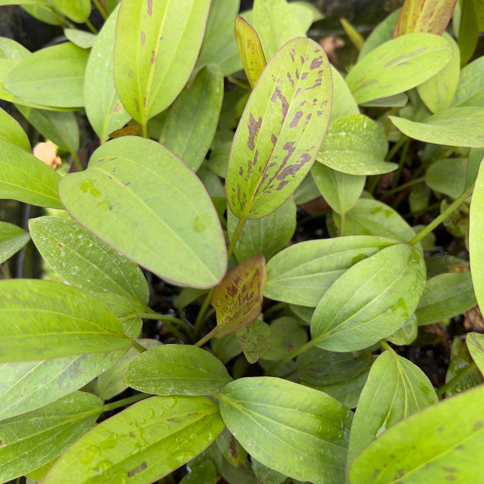 Echinodorus Red Flame | APF Aquarium Plants Factory®