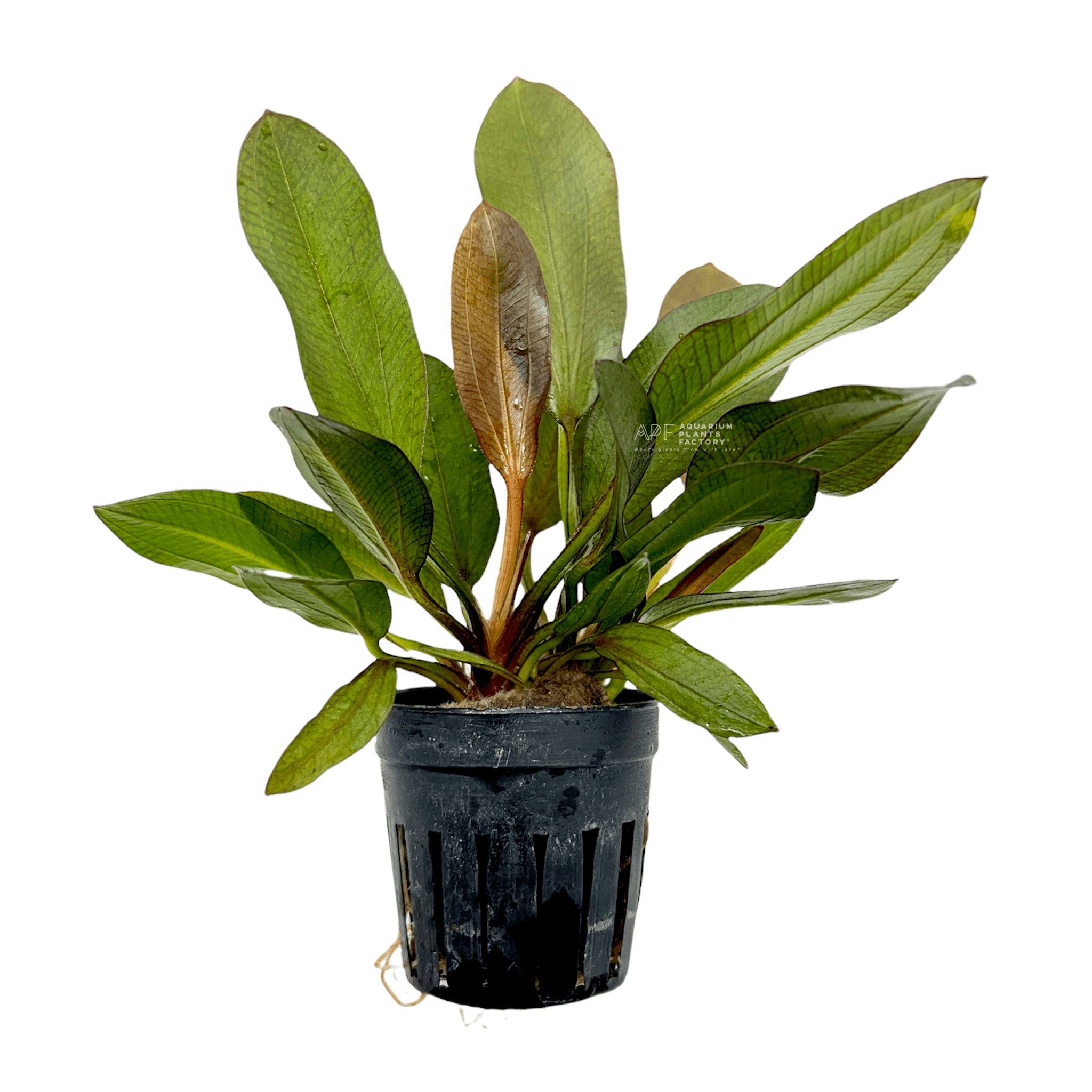 Echinodorus Red Phoenix | APF Aquarium Plants Factory®