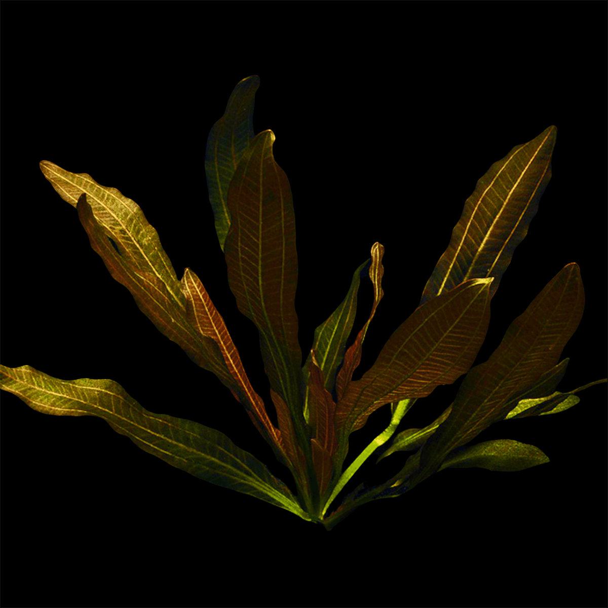 Echinodorus Red Rubin, photo 2