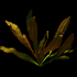 Echinodorus Red Rubin | PRE-ORDER AVAILABLE TO SHIP ON OR BEFORE JAN 16TH - Aquarium Plants Factory