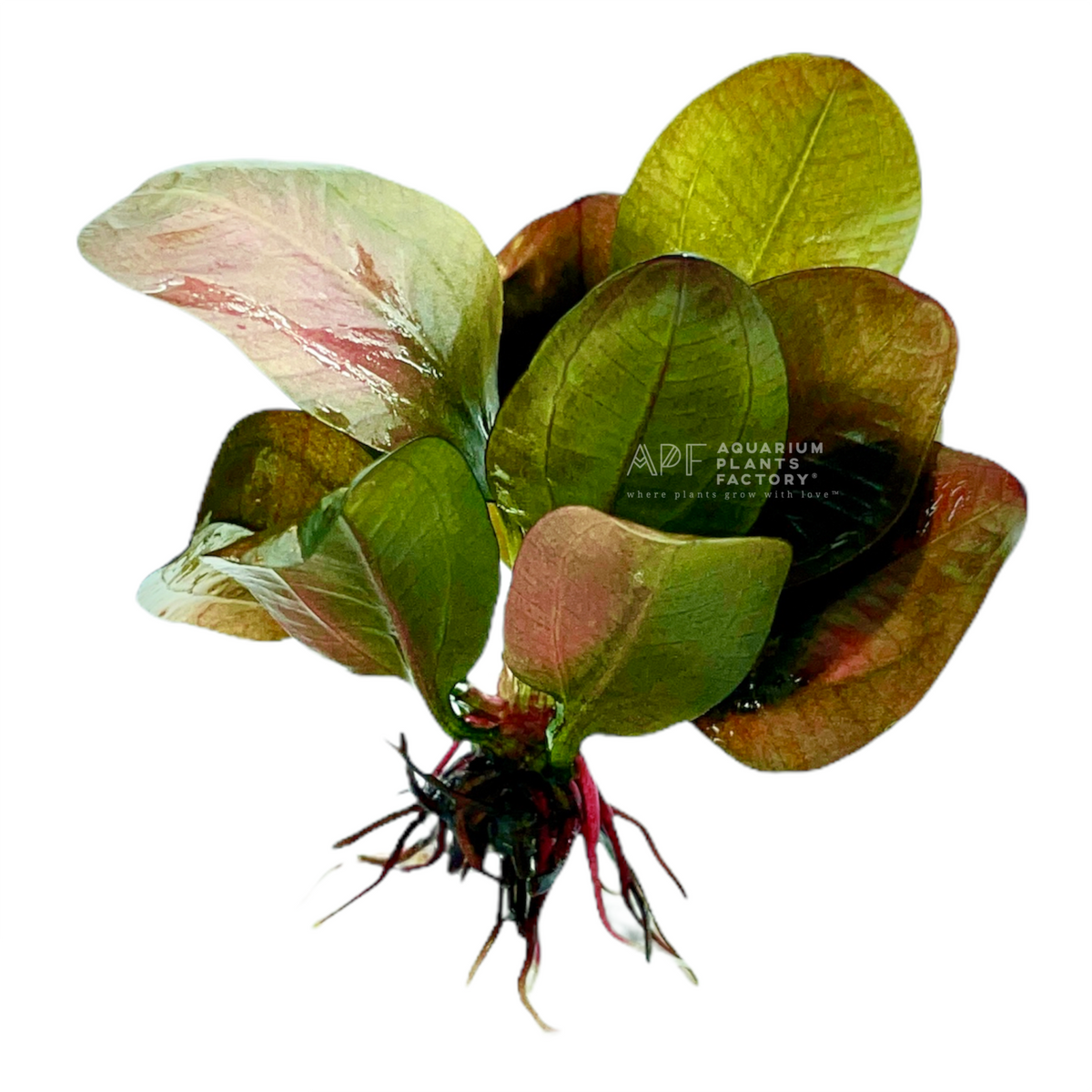 Echinodorus Reni, photo 2