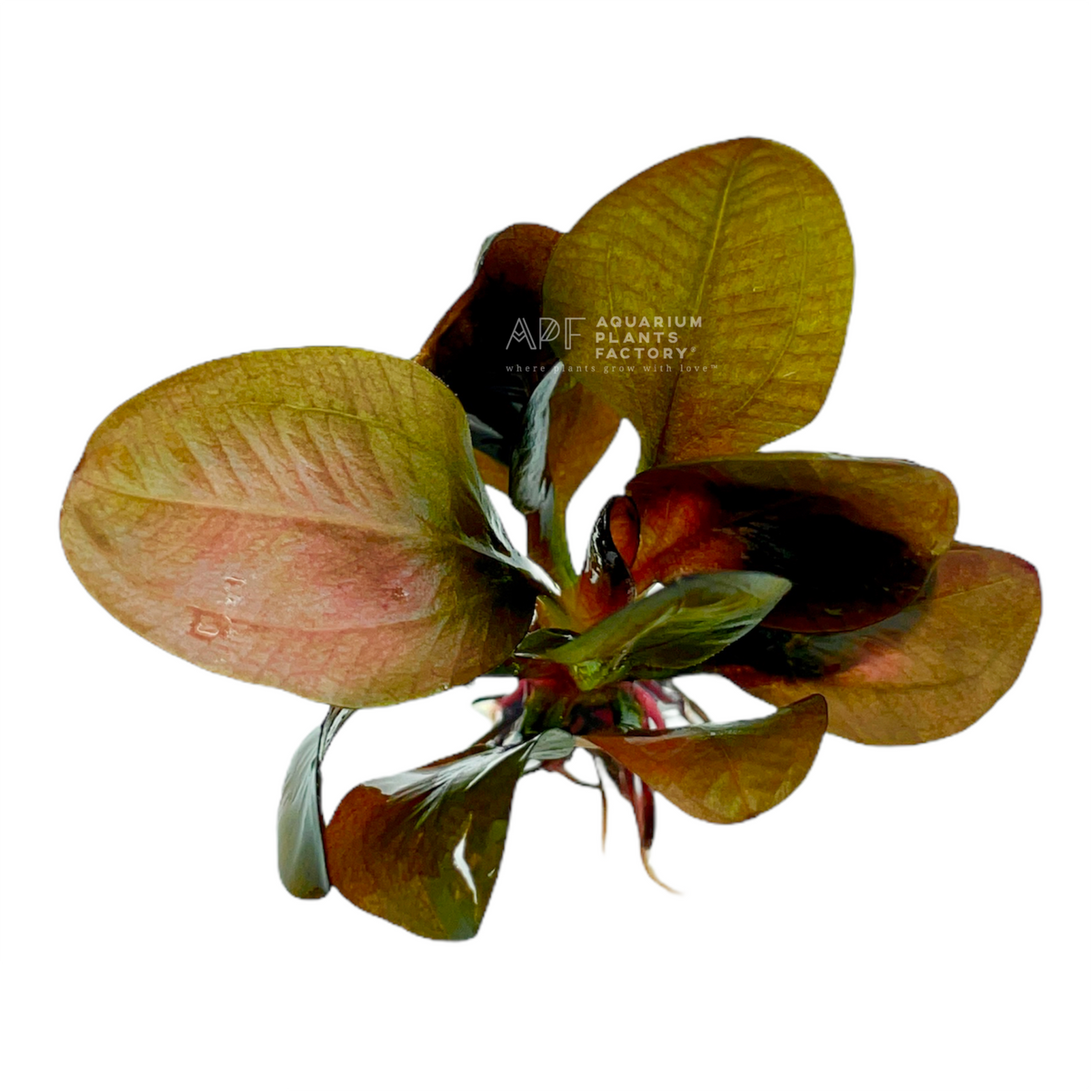 Echinodorus Reni