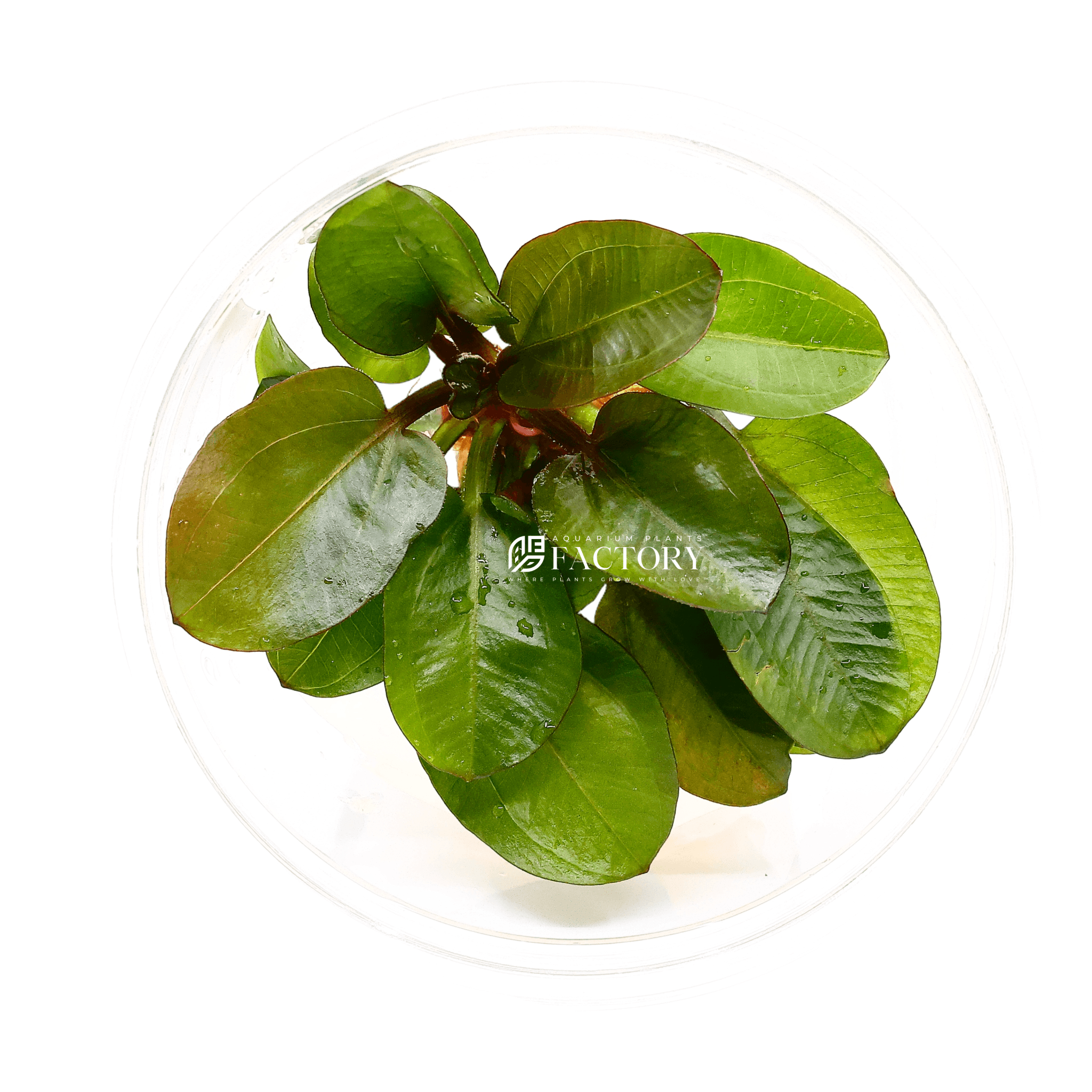 Echinodorus Reni Tissue Culture