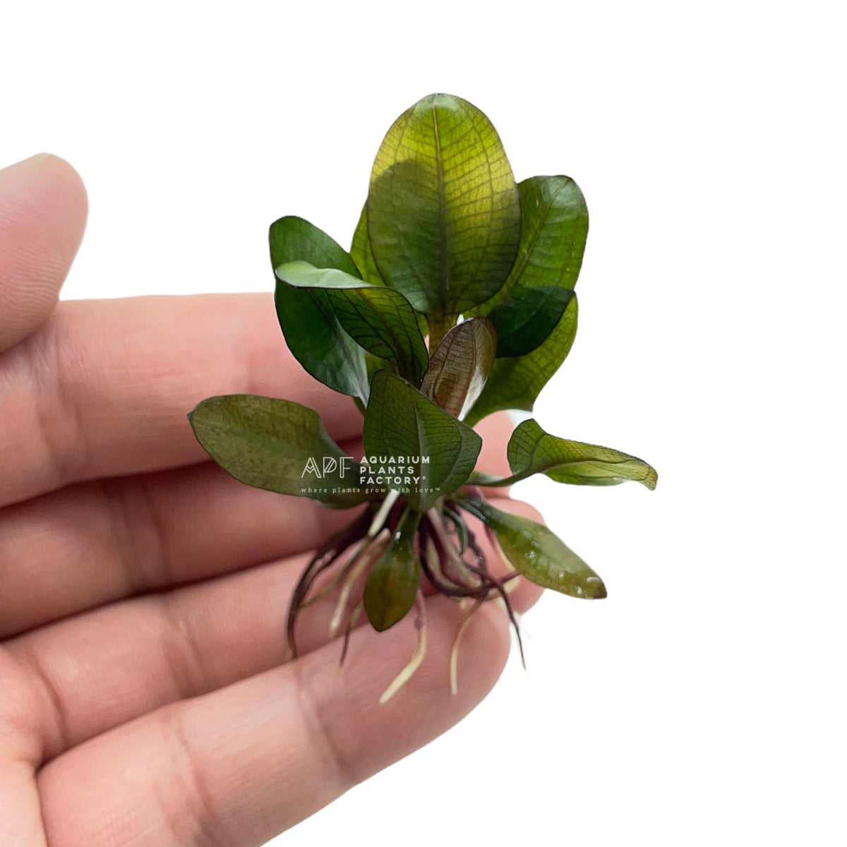 Echinodorus Small Bear, photo 2