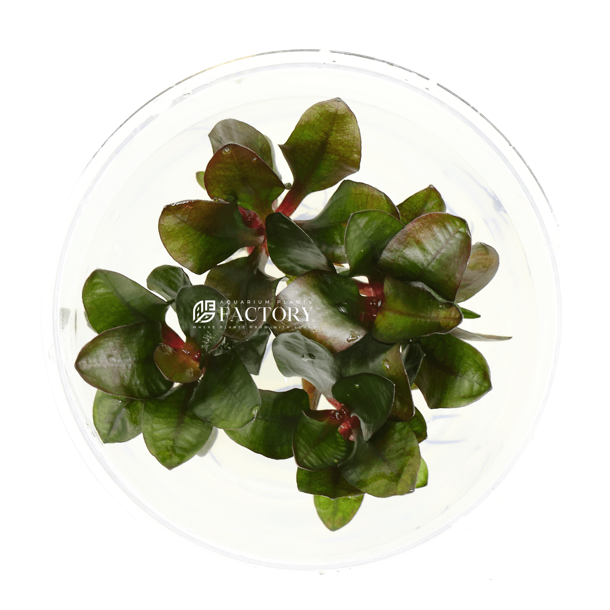 Echinodorus Small Bear Tissue Culture