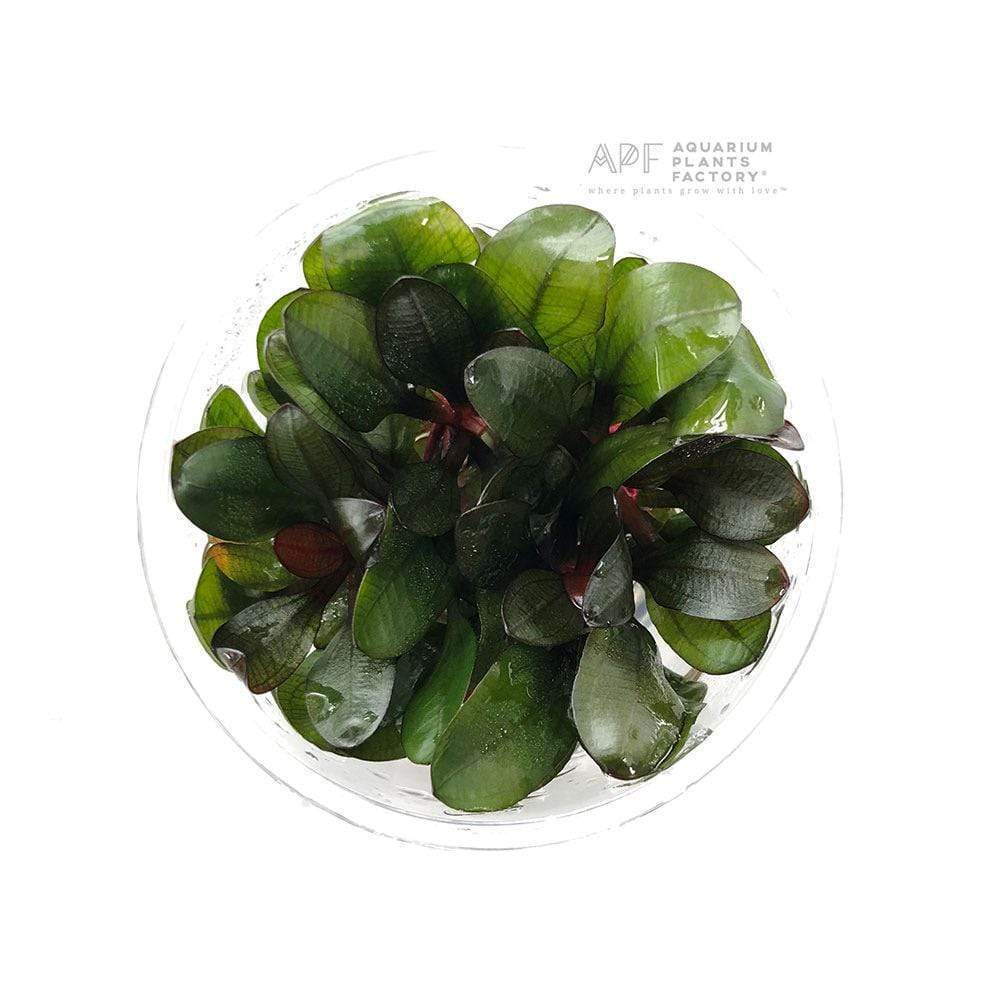 Echinodorus Small Bear - Tissue Culture Cup - Aquarium Plants Factory