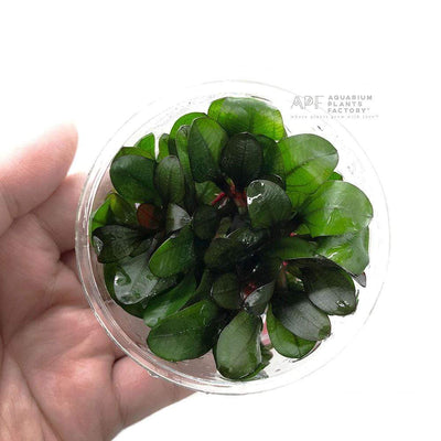 Echinodorus Small Bear - Tissue Culture Cup - Aquarium Plants Factory