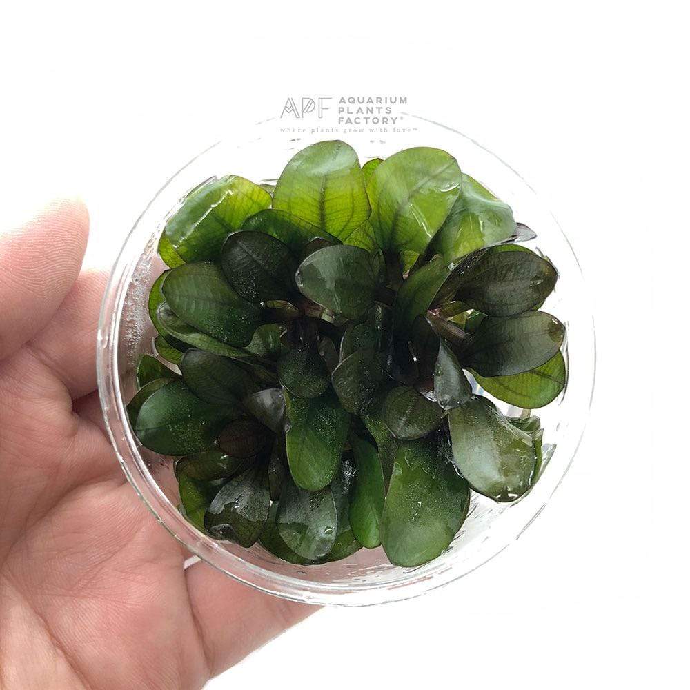 Echinodorus Small Bear - Tissue Culture Cup - Aquarium Plants Factory