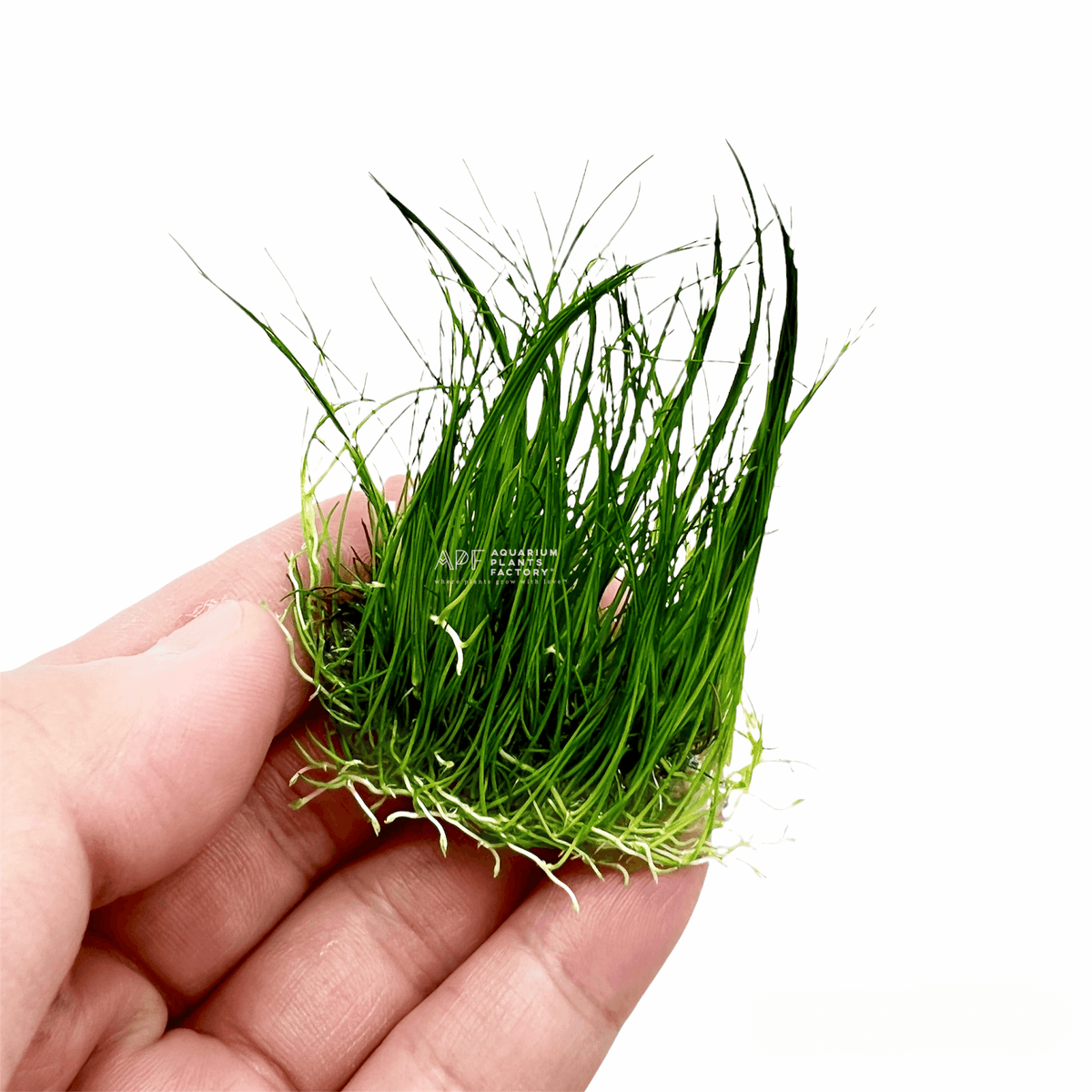 Eleocharis Acicularis