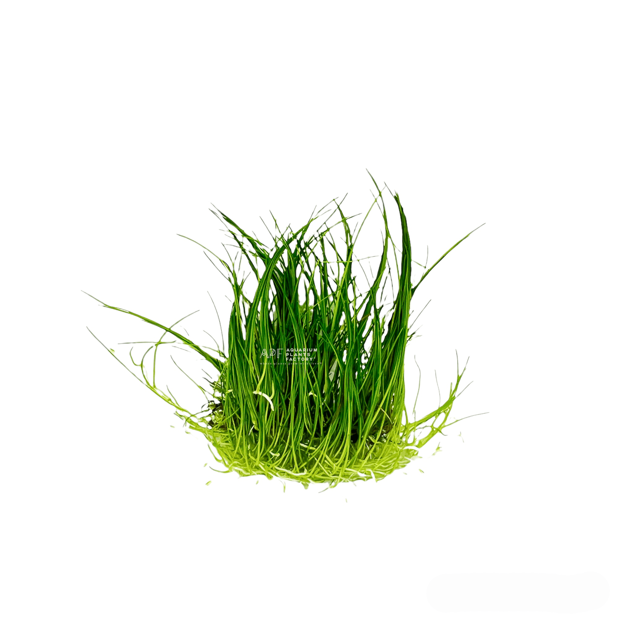 Eleocharis Acicularis - Aquarium Plants Factory